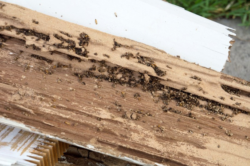 How to Get Rid of Termites forever 6